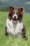 BORDER COLLIE 520